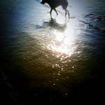 lom(o)e zomer dog on the beach